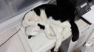 Przychodnia weterynaryjna Futrzak Emilia Janik, Beata Kałasznikow s.c.